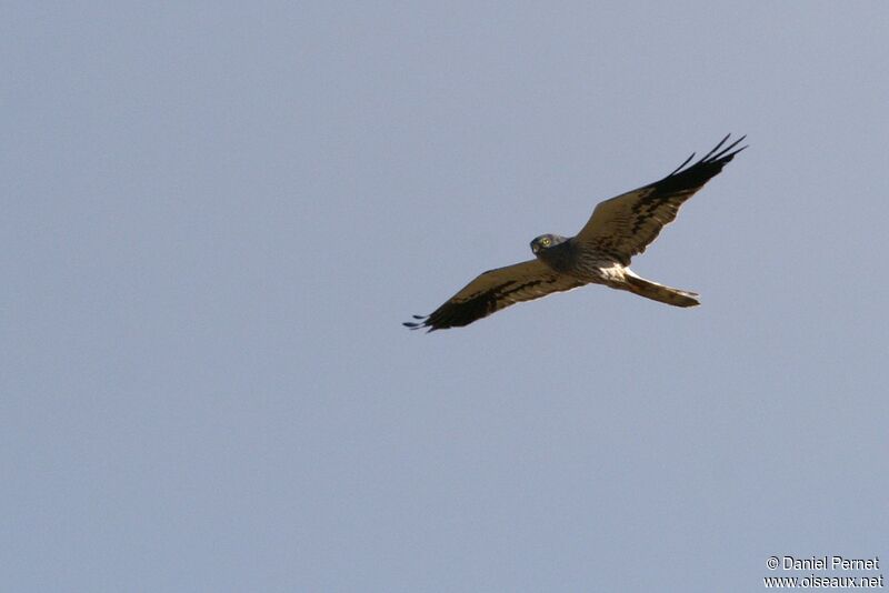 Montagu's Harrier male, identification, Flight, Behaviour