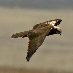 Western Marsh Harrier