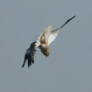 Western Marsh Harrier