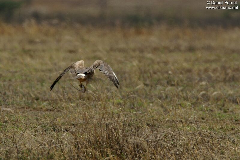 Pallid Harrier female adult, Flight, feeding habits