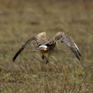 Pallid Harrier