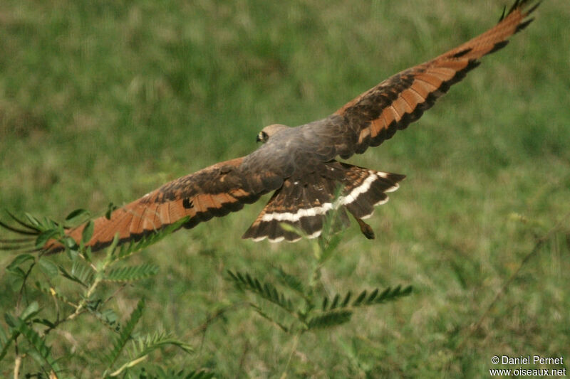 Savanna Hawkadult, Flight