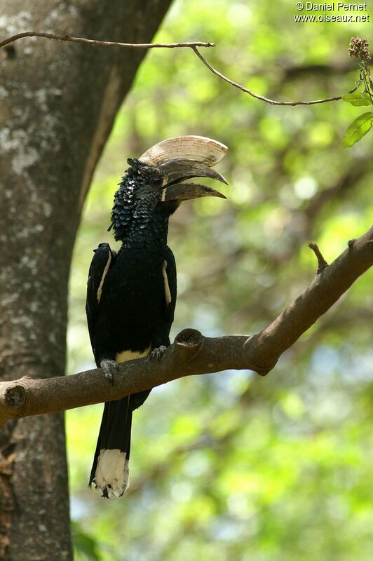 Silvery-cheeked Hornbill male, identification
