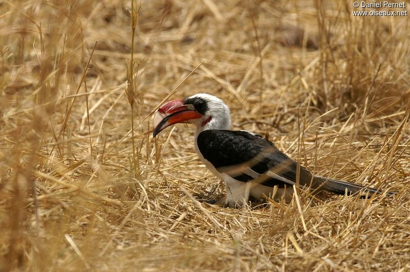 Von der Decken's Hornbill male adult, identification