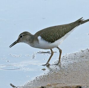 Common Sandpiper