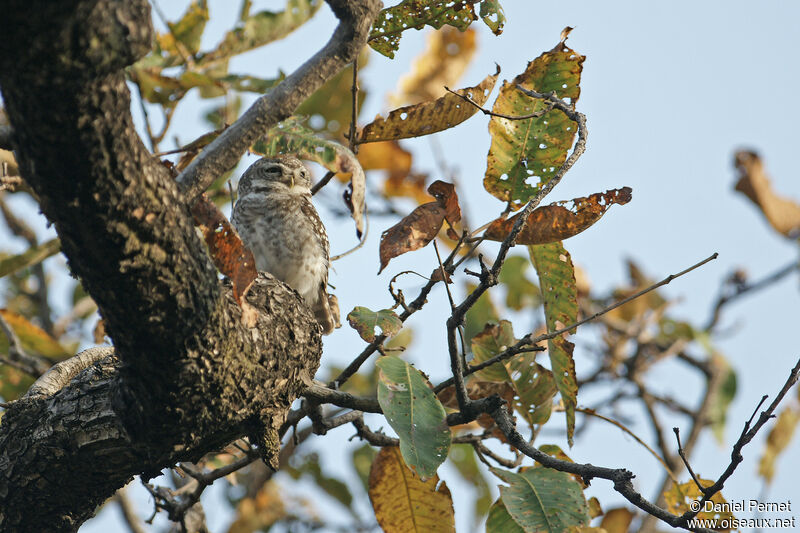 Spotted Owletadult, habitat
