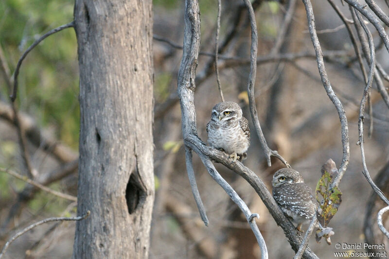 Spotted Owletadult