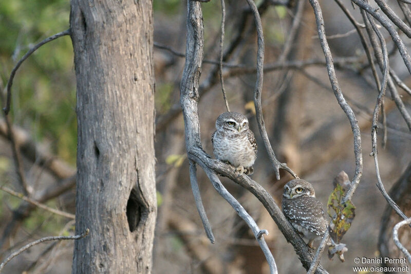 Spotted Owletadult