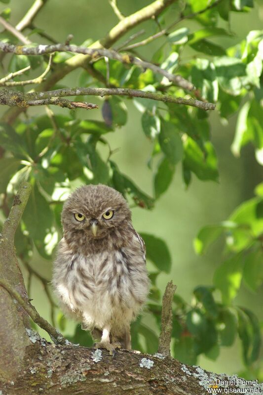 Little OwlFirst year, identification, Behaviour
