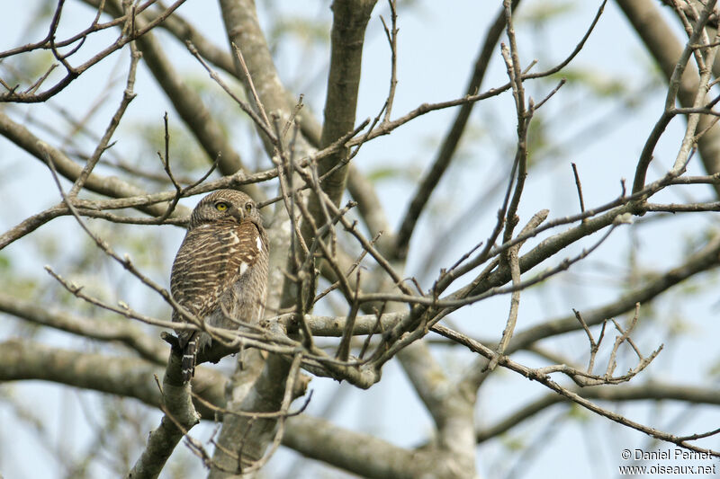 Asian Barred Owletadult, habitat