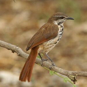 Cichladuse tachet�e