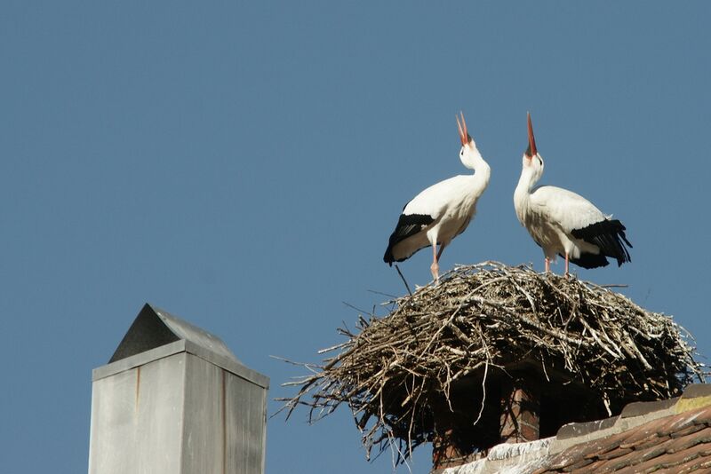 White Stork adult breeding, identification, Reproduction-nesting, Behaviour
