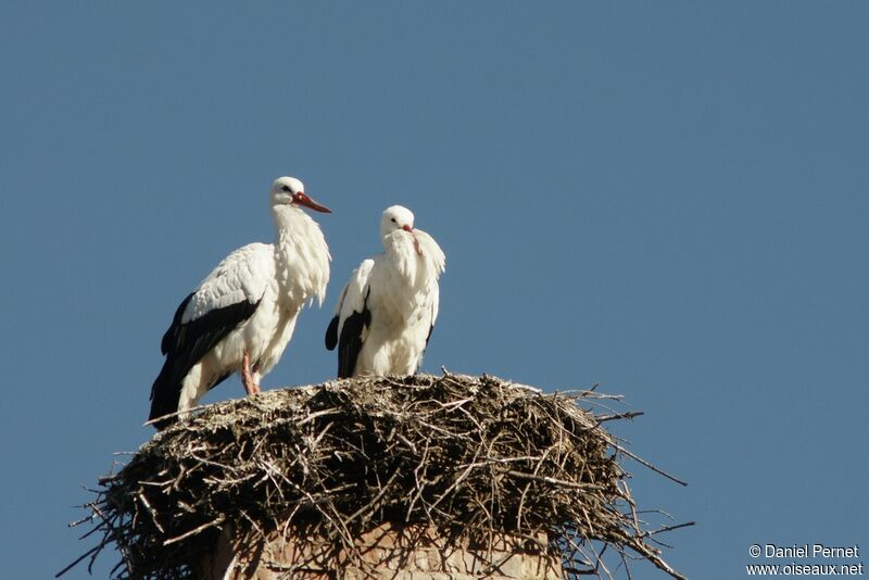 White Stork adult breeding, Reproduction-nesting