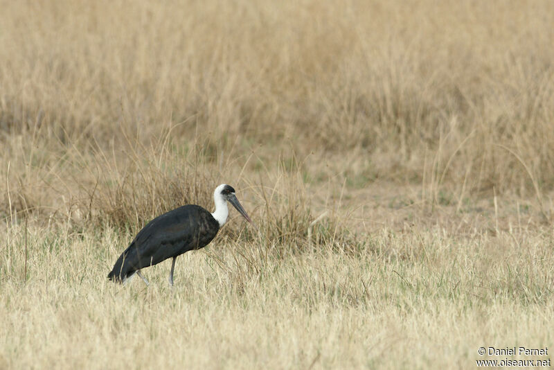 Woolly-necked Storkadult, identification