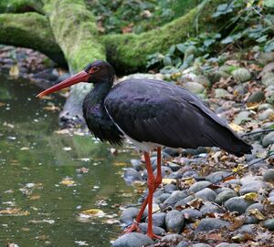 Cigogne noire