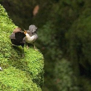White-throated Dipper
