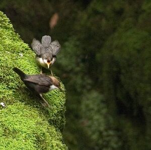 White-throated Dipper