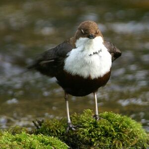 White-throated Dipper
