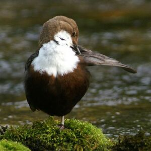 White-throated Dipper