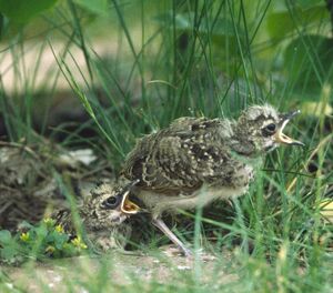 Crested Lark