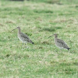 Eurasian Curlew
