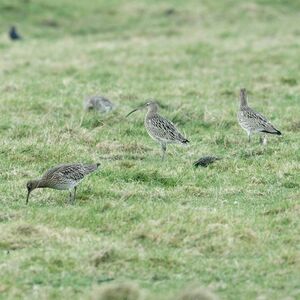 Eurasian Curlew