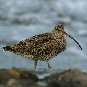 Eurasian Curlew 
&copy; Daniel Pernet