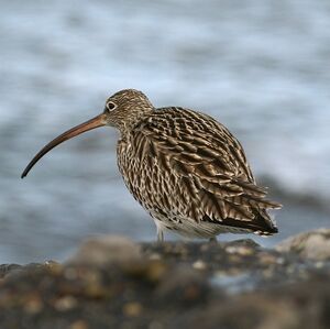 Eurasian Curlew 
&copy; Daniel Pernet