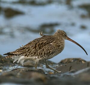Eurasian Curlew 
&copy; Daniel Pernet