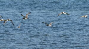 Eurasian Curlew