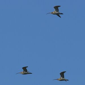 Eurasian Curlew