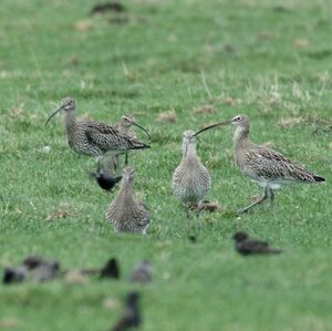 Eurasian Curlew 
&copy; Daniel Pernet