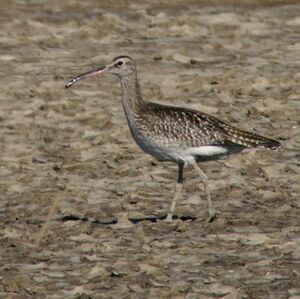 Whimbrel