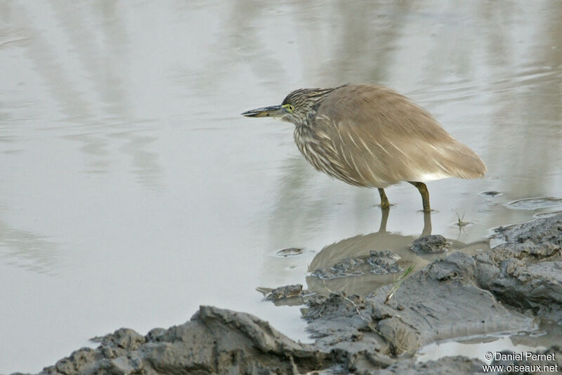 Indian Pond Heronadult, identification