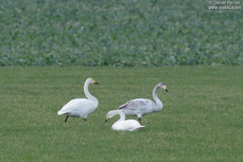 Whooper Swan, identification, feeding habits, Behaviour