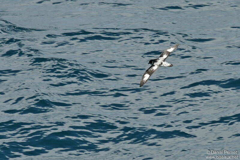 Cape Petreladult, Flight