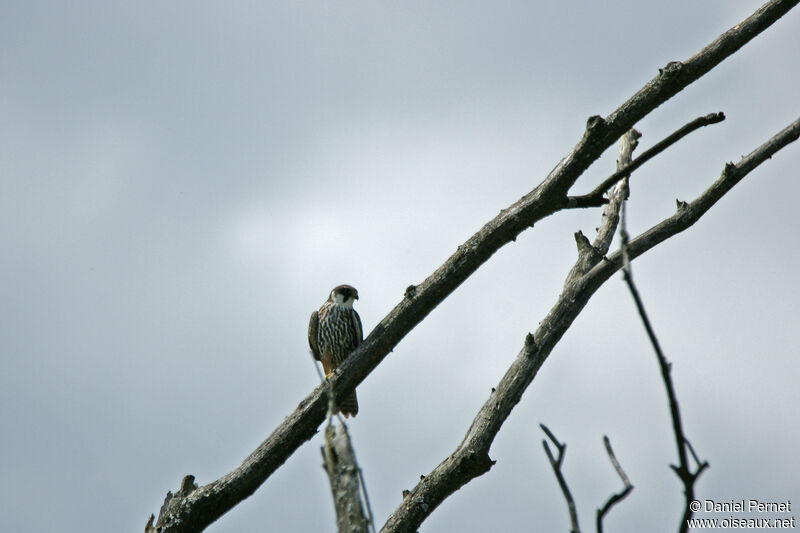 Faucon hobereauadulte, habitat
