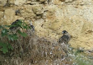 Peregrine Falcon