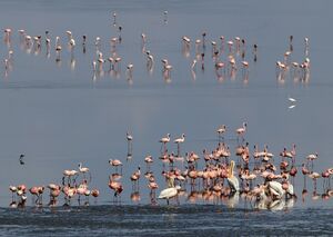 Lesser Flamingo