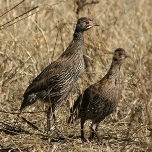 Francolin à poitrine grise