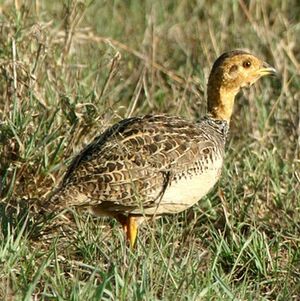 Francolin coqui