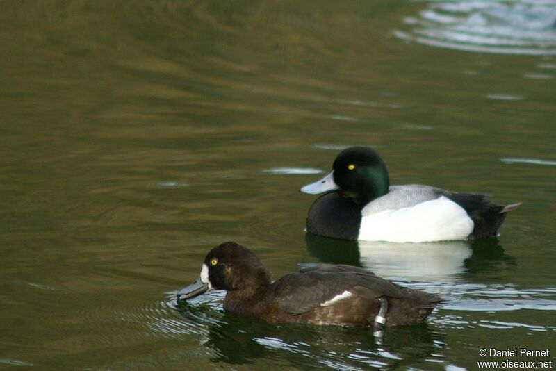 Greater Scaup adult, identification
