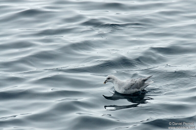 Northern Fulmaradult, identification, swimming
