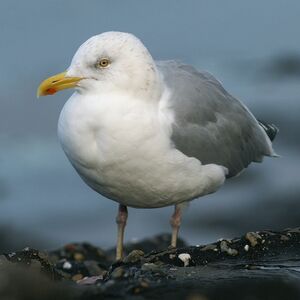 European Herring Gull 
&copy; Daniel Pernet