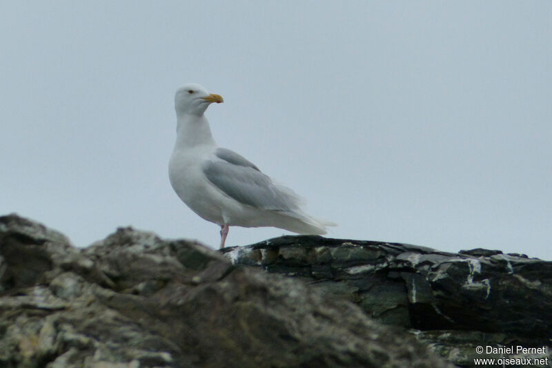 Glaucous Gull, identification, walking