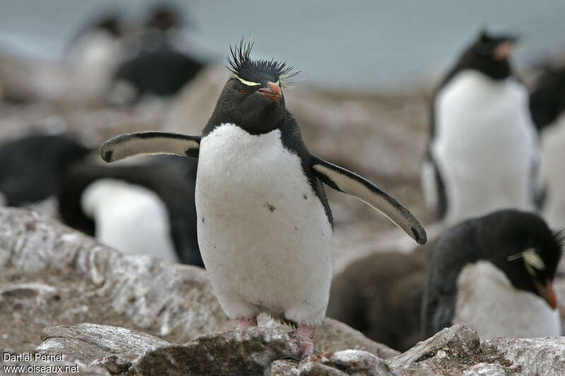 Southern Rockhopper Penguinadult breeding, identification, walking