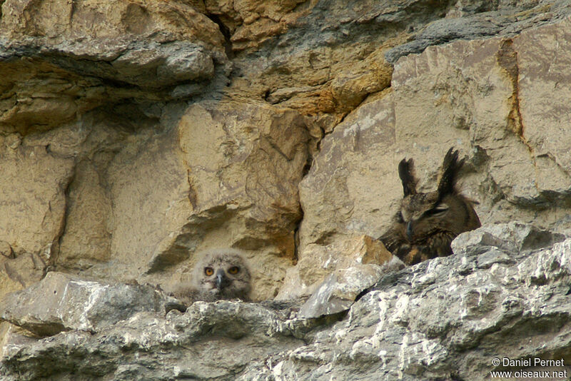 Eurasian Eagle-Owl, identification, Reproduction-nesting