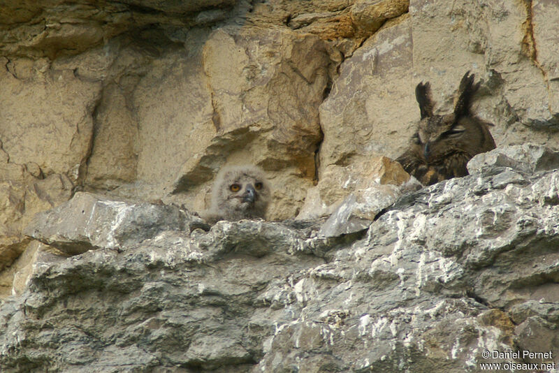 Eurasian Eagle-Owl, identification, Reproduction-nesting
