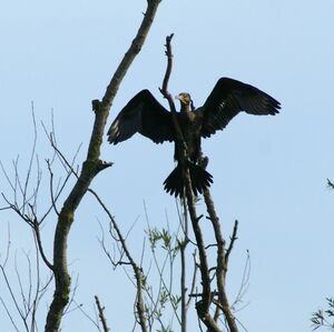 Grand Cormoran