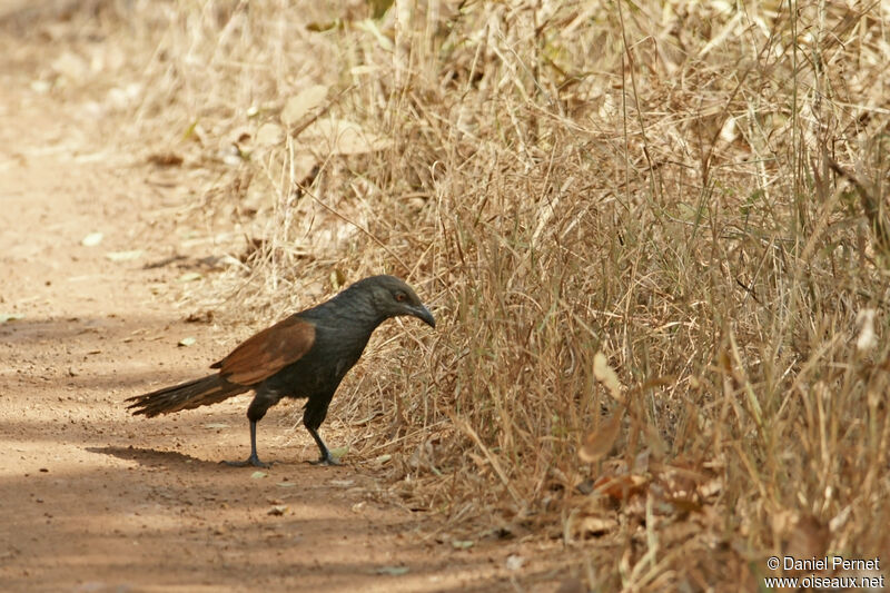 Greater Coucaladult, identification, walking